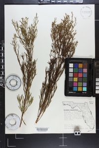 Baccharis angustifolia image