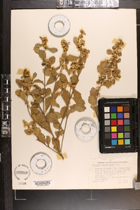 Baccharis glomeruliflora image