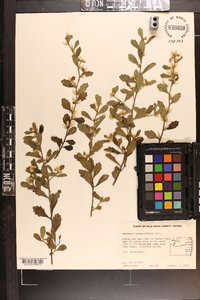 Baccharis glomeruliflora image