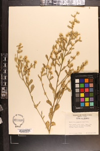 Baccharis glomeruliflora image