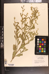 Baccharis glomeruliflora image