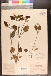 Chrysogonum virginianum image