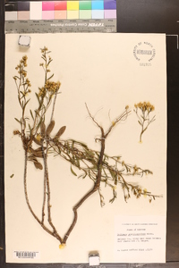 Chrysoma pauciflosculosa image