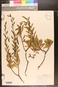 Chrysoma pauciflosculosa image