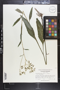 Arnoglossum ovatum image