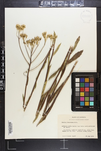 Arnoglossum ovatum image