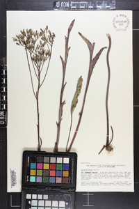 Arnoglossum ovatum image