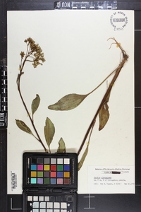 Arnoglossum plantagineum image