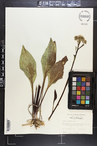 Arnoglossum plantagineum image