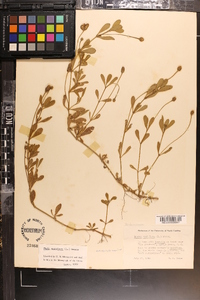 Phyla nodiflora image