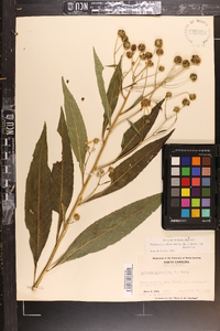 Verbesina alternifolia image