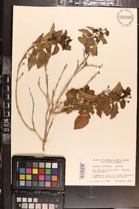 Lantana ovatifolia image