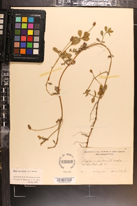 Phyla nodiflora image