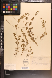 Phyla nodiflora image