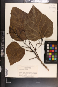 Catalpa speciosa image