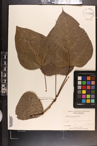 Catalpa speciosa image