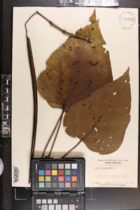 Catalpa speciosa image