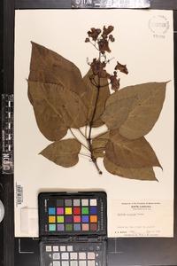 Catalpa speciosa image