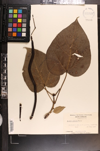 Catalpa speciosa image