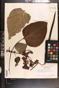 Catalpa speciosa image