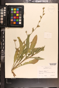 Cichorium intybus image