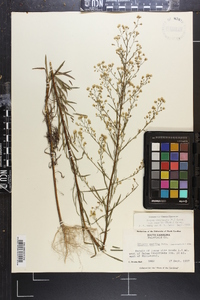 Conyza canadensis var. pusilla image