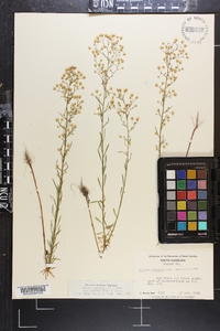 Conyza canadensis var. pusilla image