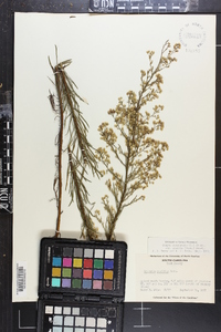 Conyza canadensis var. pusilla image