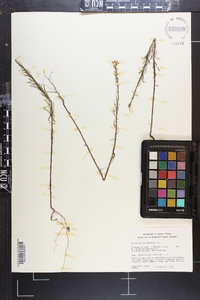 Conyza canadensis var. canadensis image