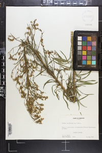Conyza canadensis var. canadensis image
