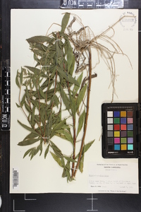 Eupatorium altissimum image