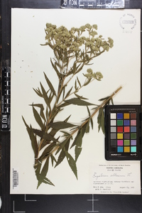 Eupatorium altissimum image