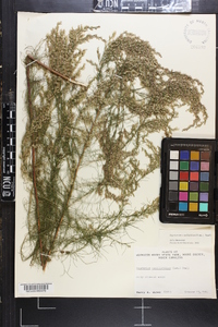 Eupatorium capillifolium image