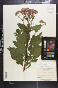 Eupatorium dubium image