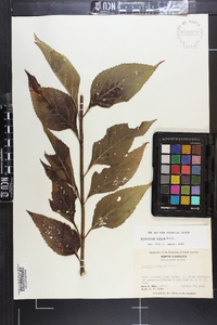 Eupatorium dubium image