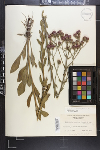 Carphephorus tomentosus image