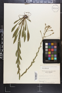 Carphephorus tomentosus image