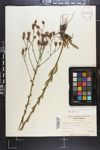 Carphephorus tomentosus image