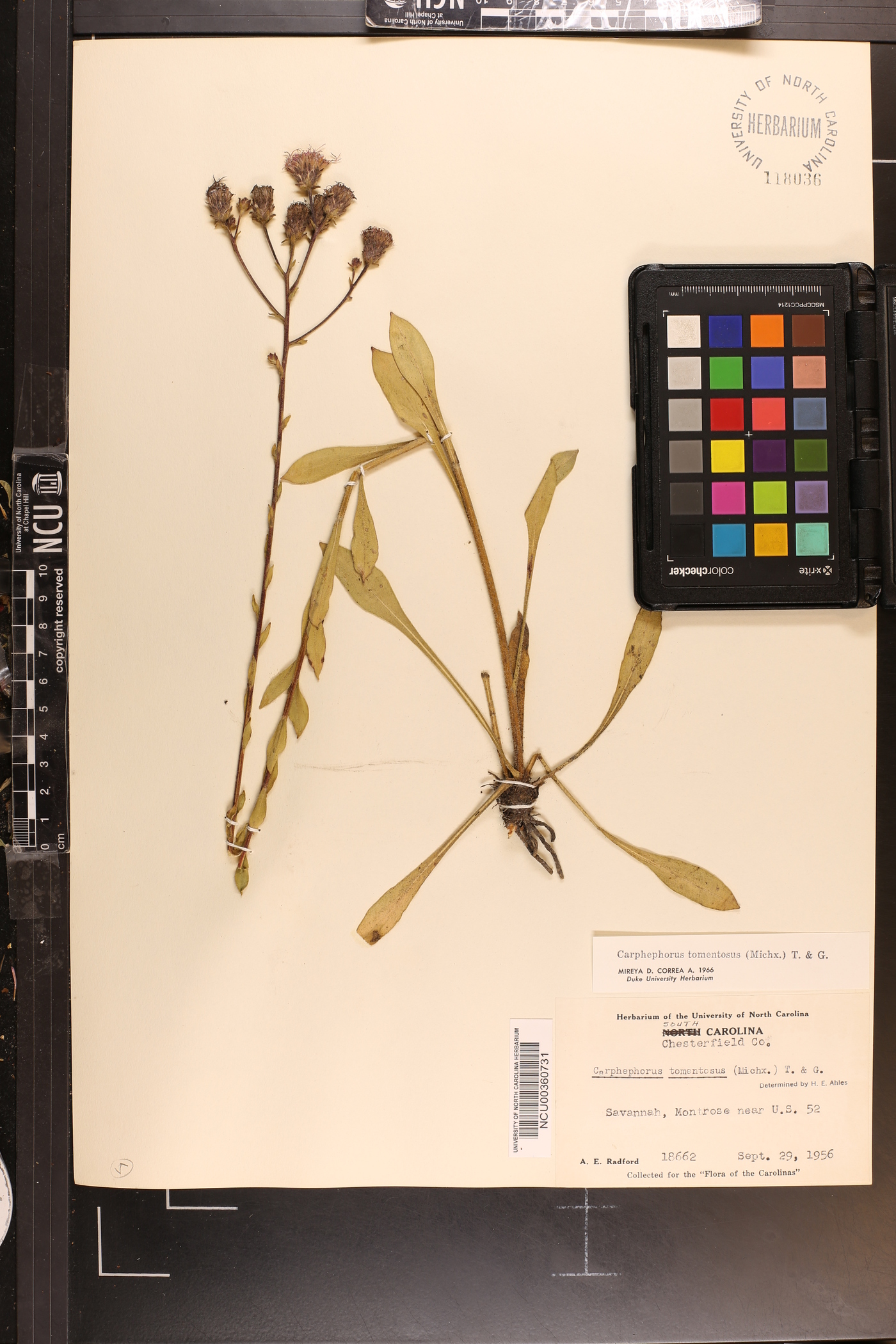 Carphephorus tomentosus image