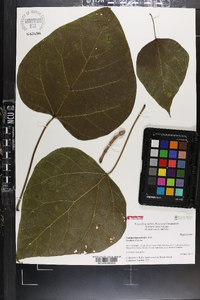 Catalpa bignonioides image