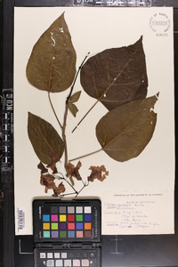 Catalpa speciosa image