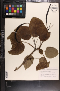 Catalpa speciosa image