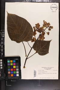 Catalpa speciosa image