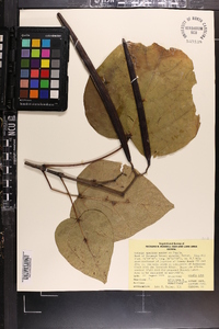 Catalpa speciosa image