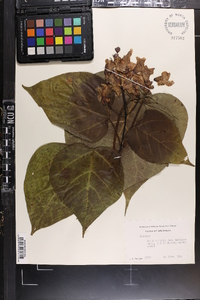 Catalpa speciosa image