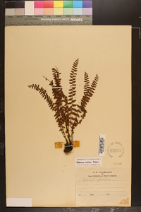 Asplenium resiliens image