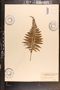 Asplenium cicutarium image