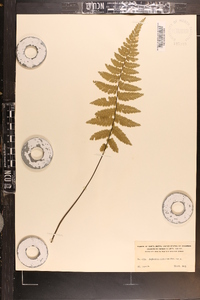 Asplenium cicutarium image
