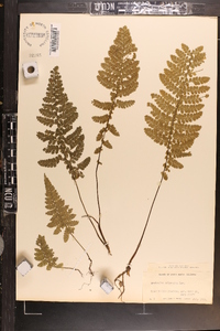 Asplenium cristatum image