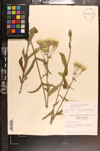 Eupatorium album image